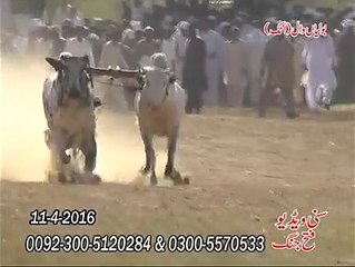 T.A.M.A.S.H.A بولیاں وال اٹک تماشا