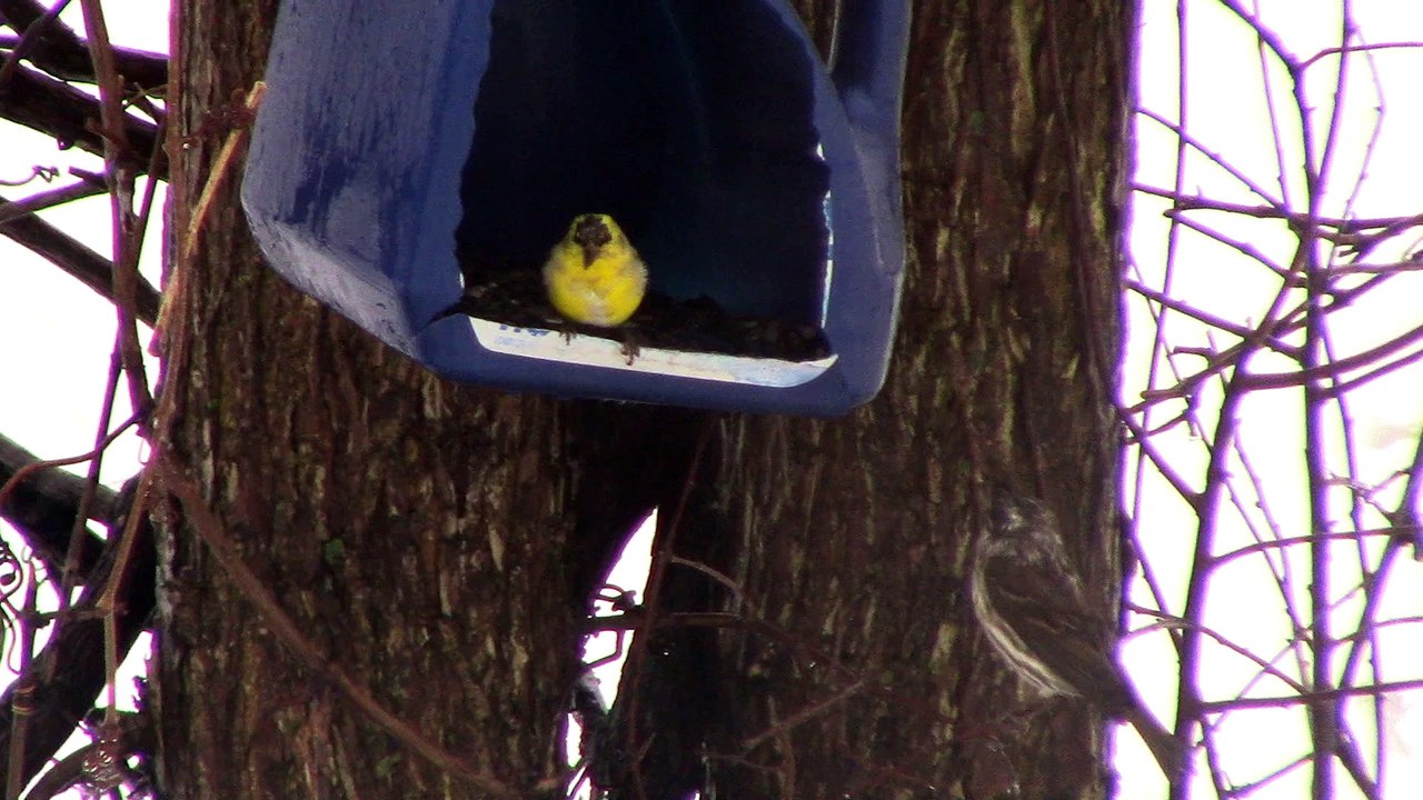 oiseaux de ma fenêtre