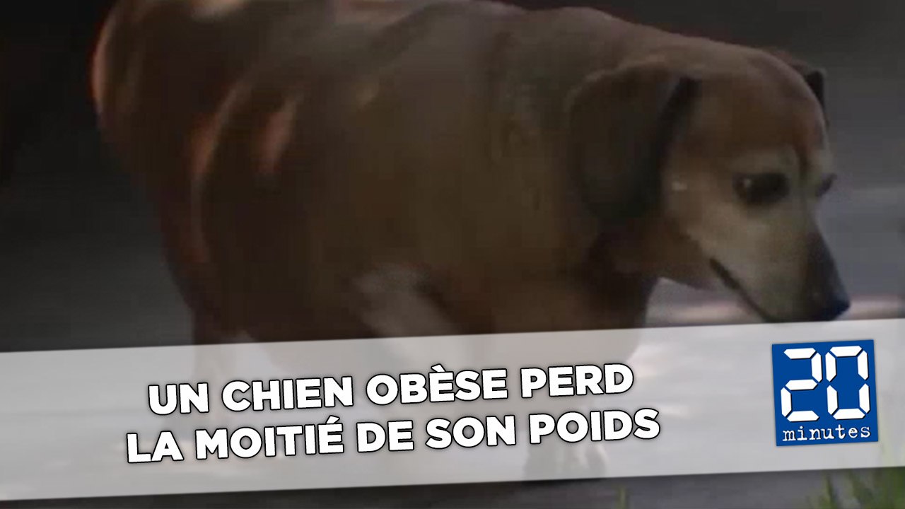 Un chien en surpoids parvient à perdre la moitié de son poids