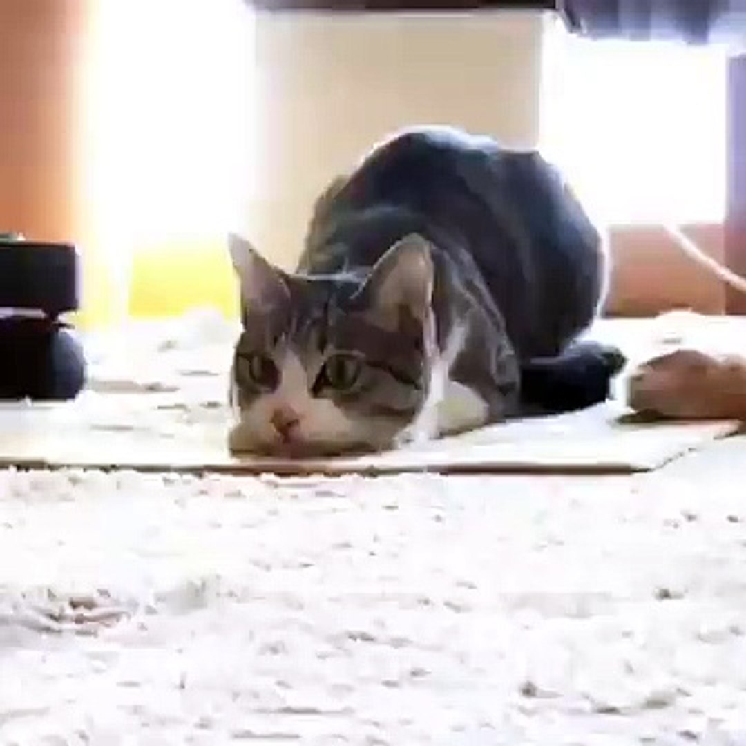 Приколы кошка