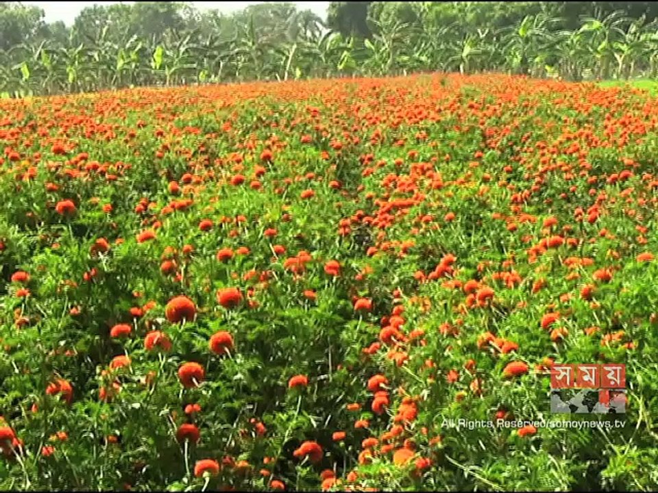 বাংলা নববর্ষ উপলক্ষে ঝিনাইদহের ফুল চাষিদের ব্যস্ততা