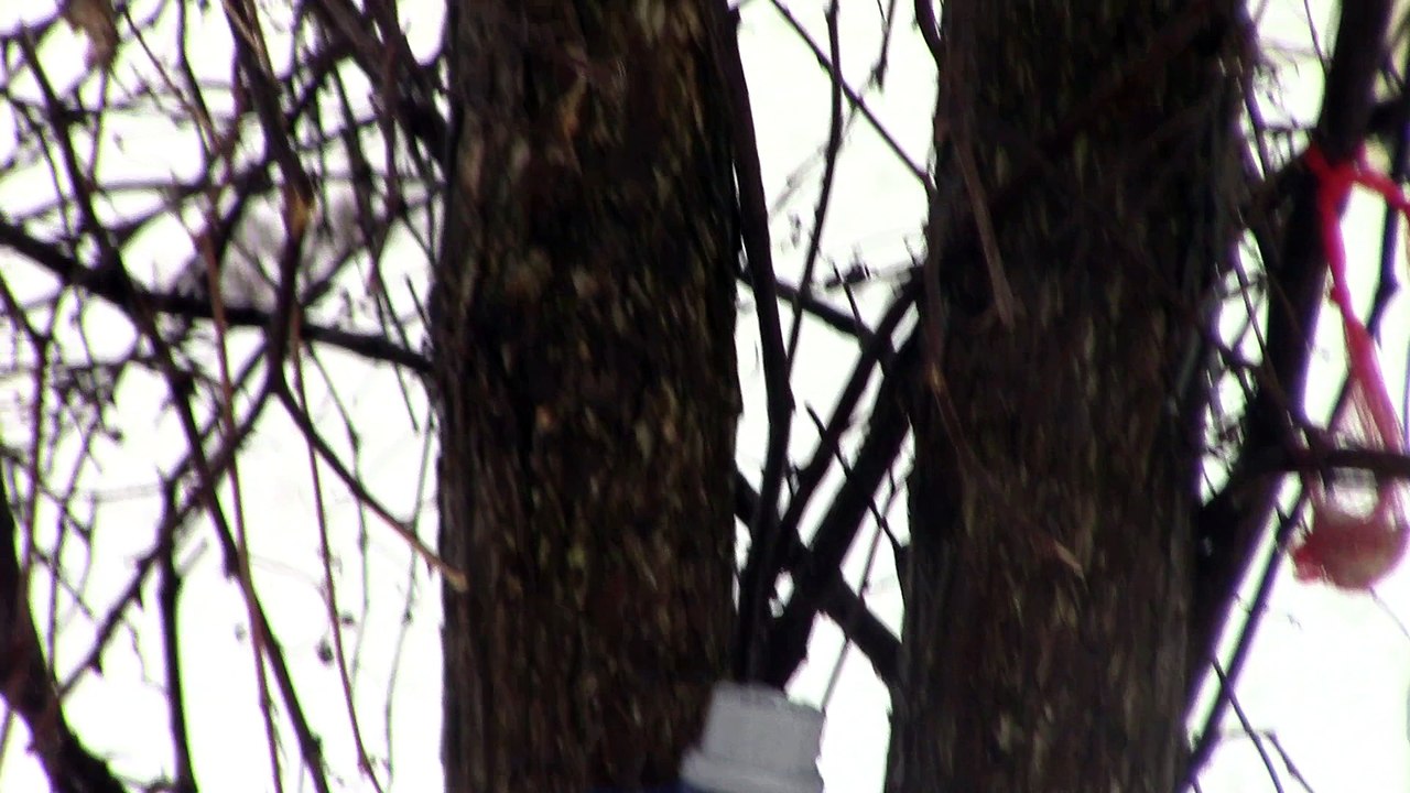 suite 2 oiseaux de ma fenêtre