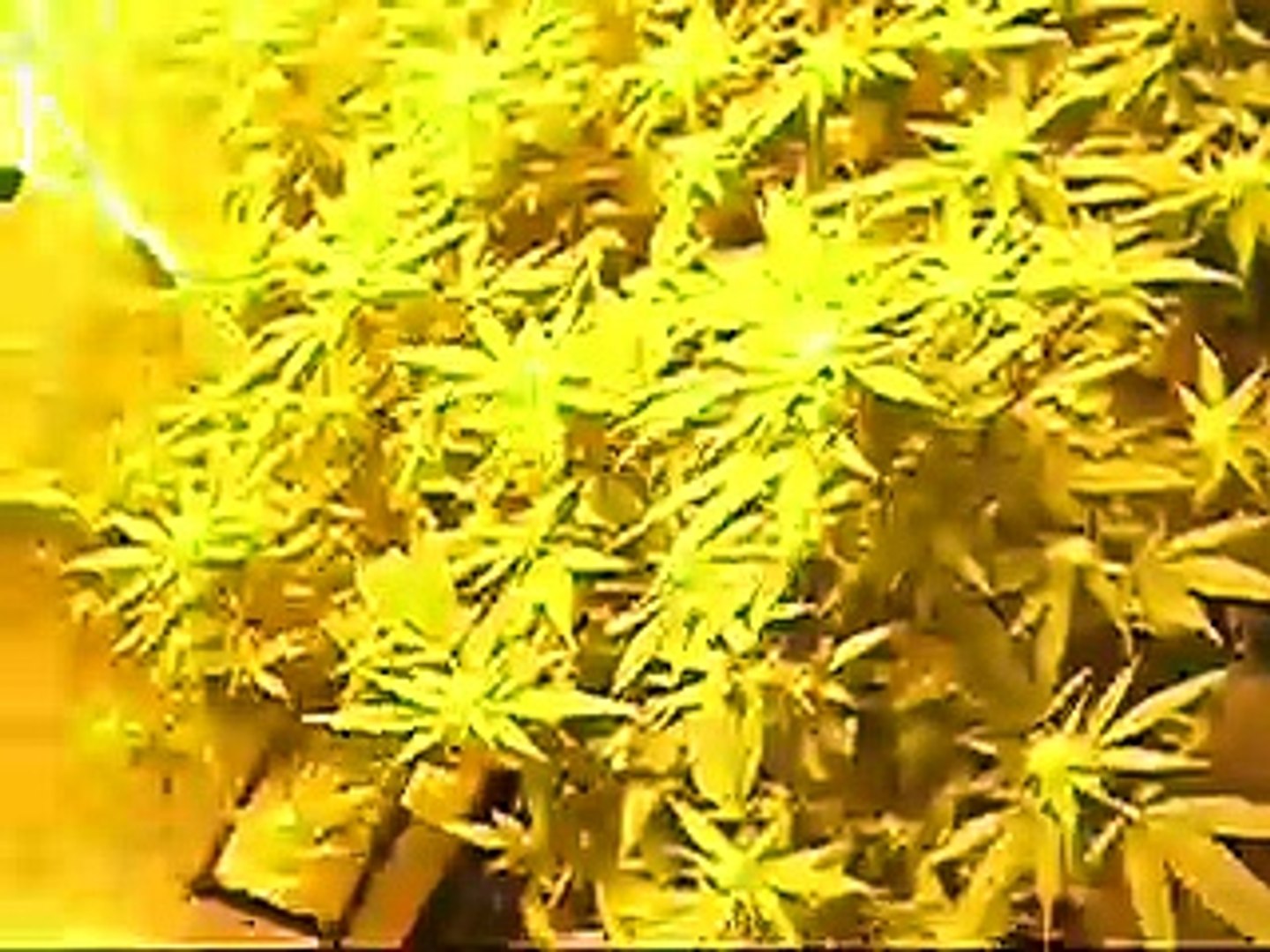 toni marijuana