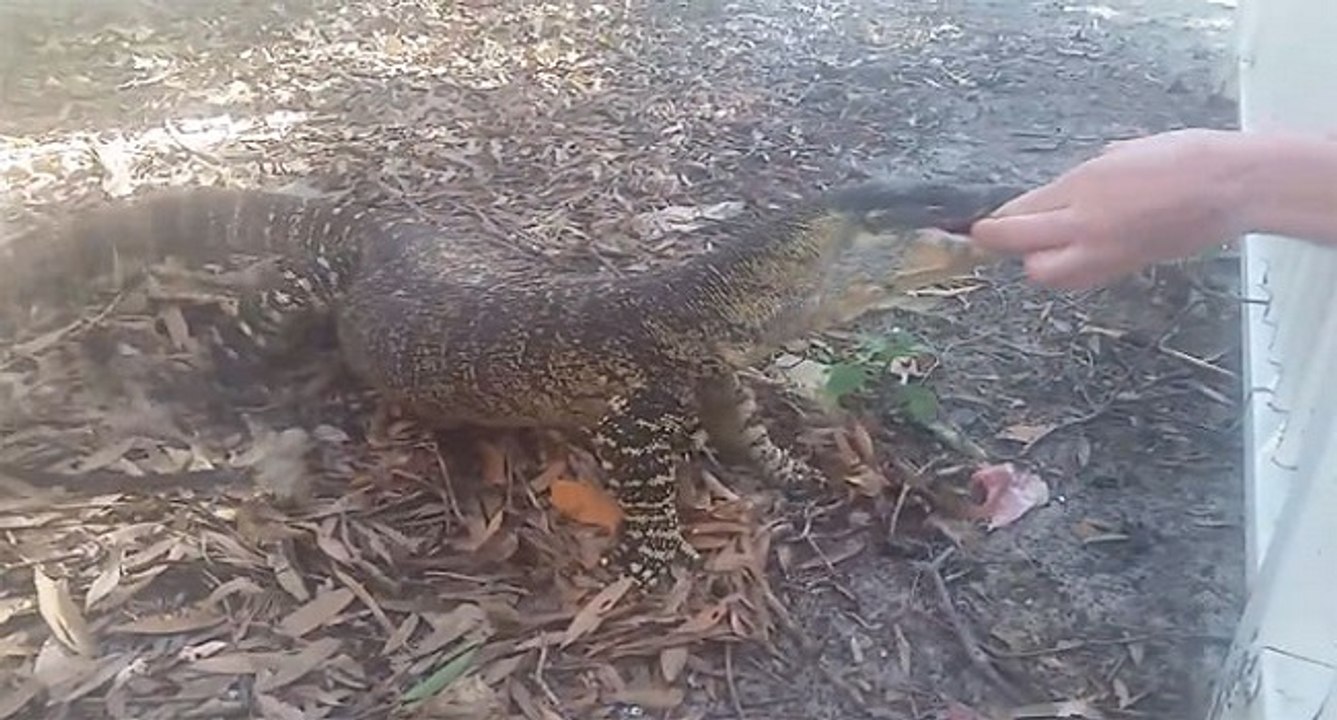 Il nourrit un gros lézard et aurait bien pu perdre un doigt