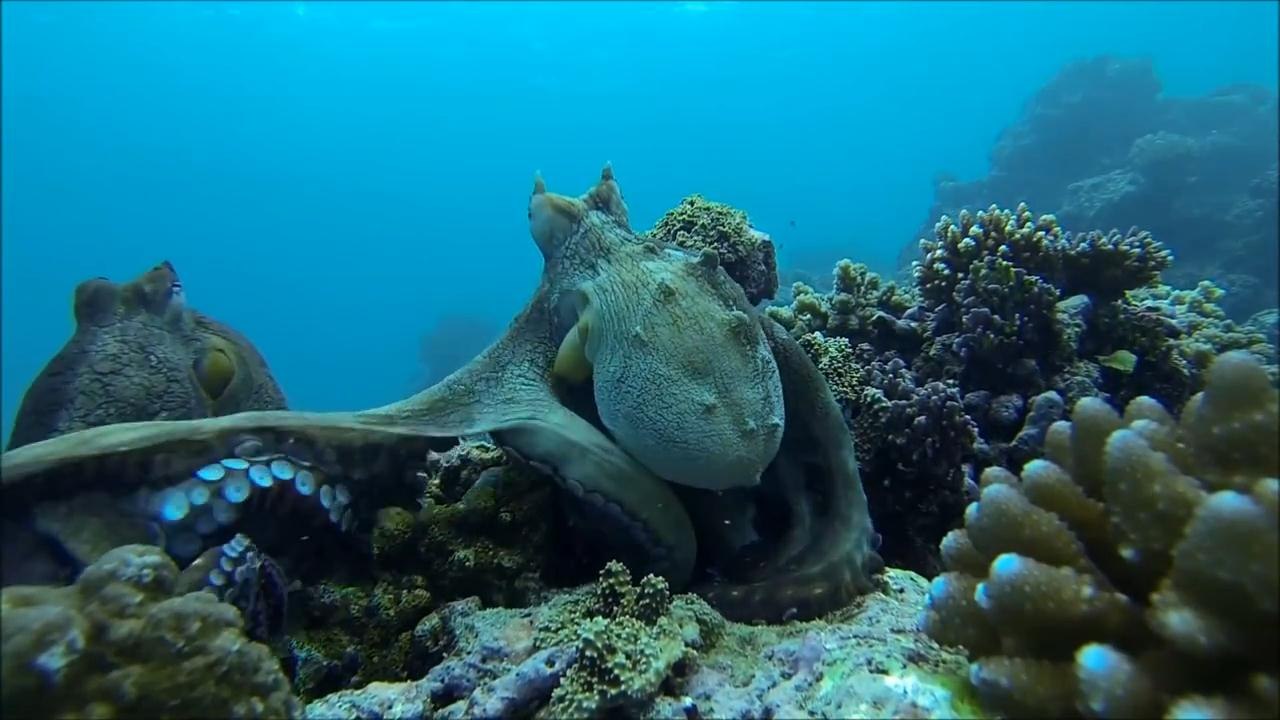 Octopus Fighting