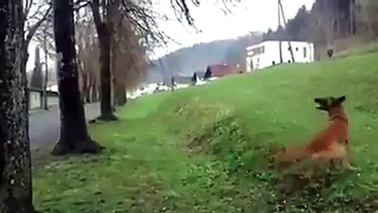 Funny Dog