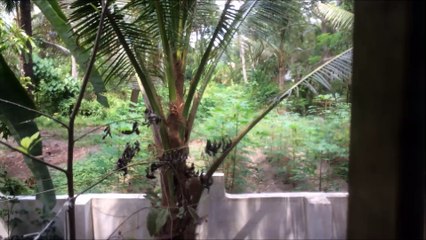 Durga Temple Annual Festival