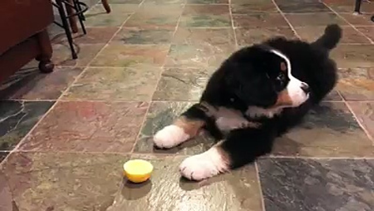 Funny Dog Video
