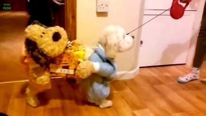 Funny Dogs Wearing Costumes Compilation 2013
