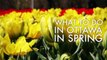 Great Ottawa Spring Experiences  | Ottawa Tourism