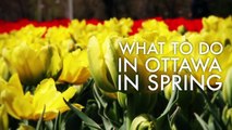 Great Ottawa Spring Experiences  | Ottawa Tourism