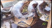 Penemuan Ular Piton 250 Kg Sepanjang 8 Meter di Malaysia