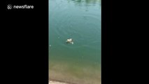 Romantic fish follows mate after she gets hooked by fisherman