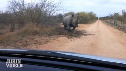 Носорог атакует машину
