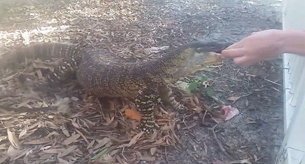 Il donne de la viande a un gros lézard et aurait bien pu perdre un doigt