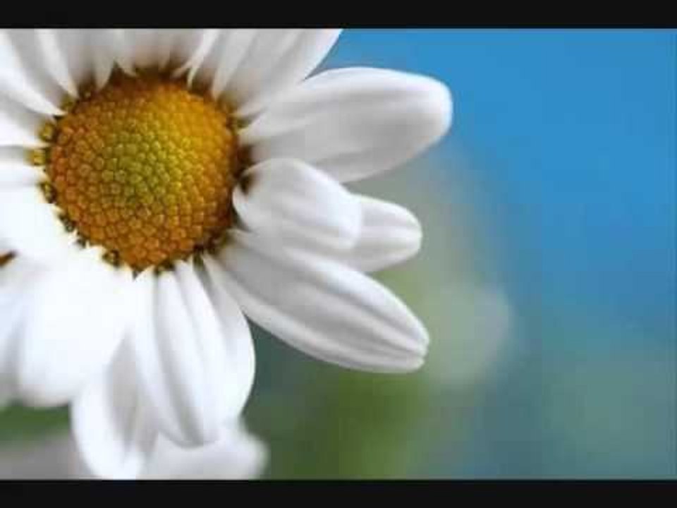 محمود عبد العزيز   _ بنات الحور /  mahmoud abdel aziz