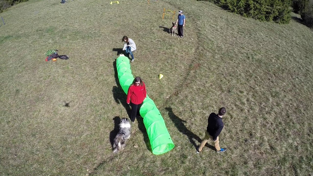 Harmonie Chien - Balade Éducative Combinée