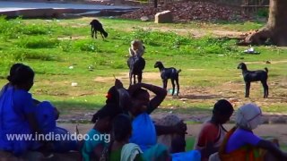 Goat and Monkey funny video