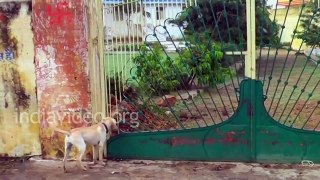 Dog and Monkey - Funny video