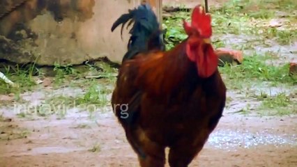 Amazing Football player Ever. Chicken playing football