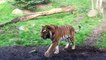 Quand 2 très gros chats s'embrouillent - Bagarre de tigres au zoo