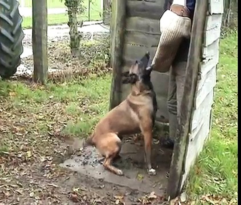 Working Malinois DE COLNAGOS Belgium
