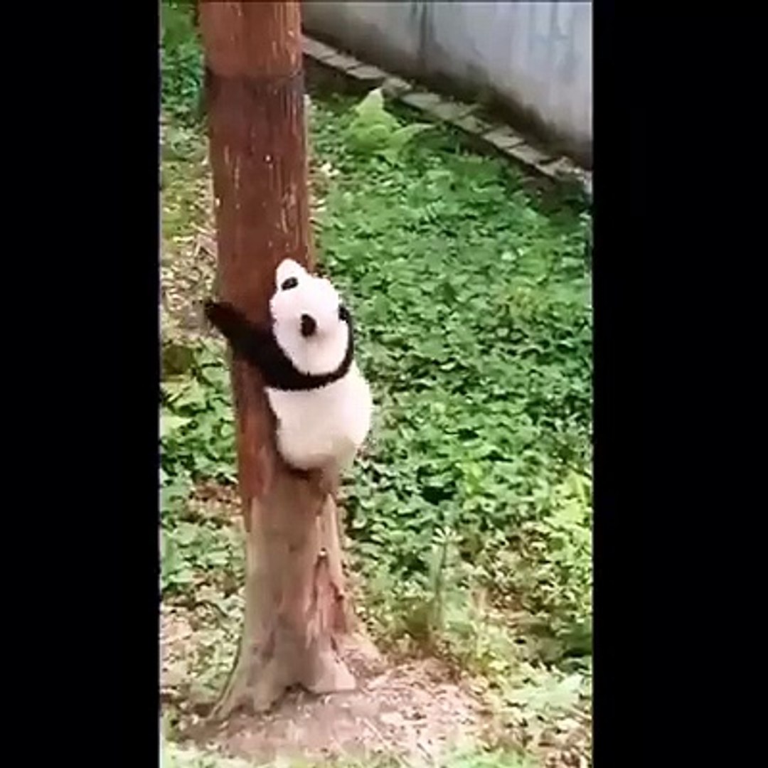 'I'm a tree climbing expert!'#Panda IPANDA