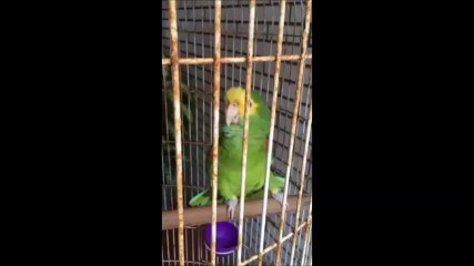 Lorenzo the parrot singing Cucurrucucu and laughing