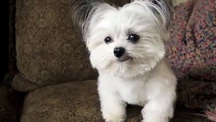 Cel mai pofticios câine! Aceste imagini vă vor face ziua mai frumoasă cu siguranță!