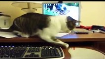 Top And Amasing Funny Cats Acting Like Humans Compilation 2016