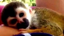 Very Funny animal videos that make you laugh so hard you cry