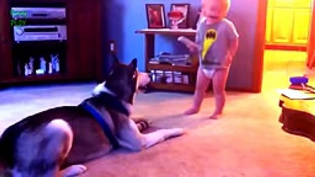Funny Baby Chicks Playing - Funny Videos Babies And Animals - Funny Babies Laughing At Dogs -