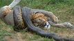 Lion vs Snake - Anaconda vs Jaguar - Python vs Tiger - Python vs Leopard - Anaconda vs Cat