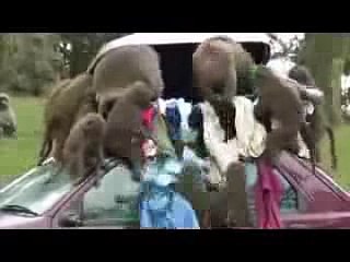 monkey funny video clips 2015 Monkeys lawlessness ,funy -