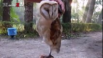 Owl - A Funny Owls And Cute Owls Compilation -- NEW -
