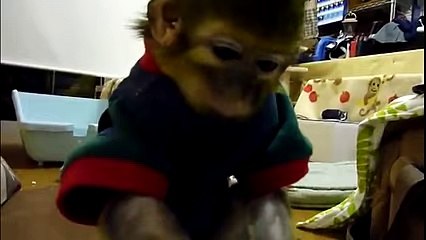 Top 10 Most Funny Monkey Videos