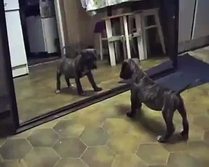 Зеркальная вражина. Смешные приколы собаки