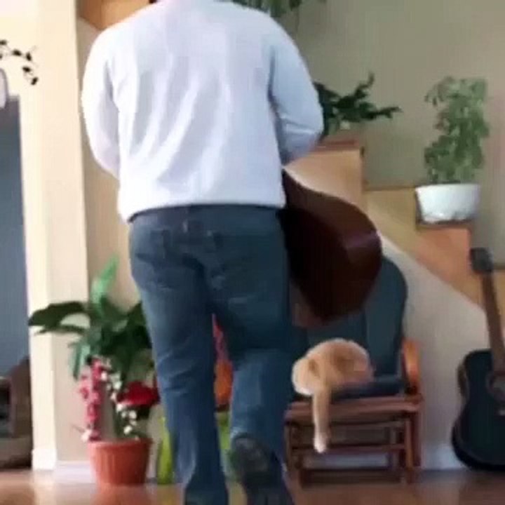 cat fun with man