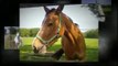 Faszination Pferd - Fascination of Horses