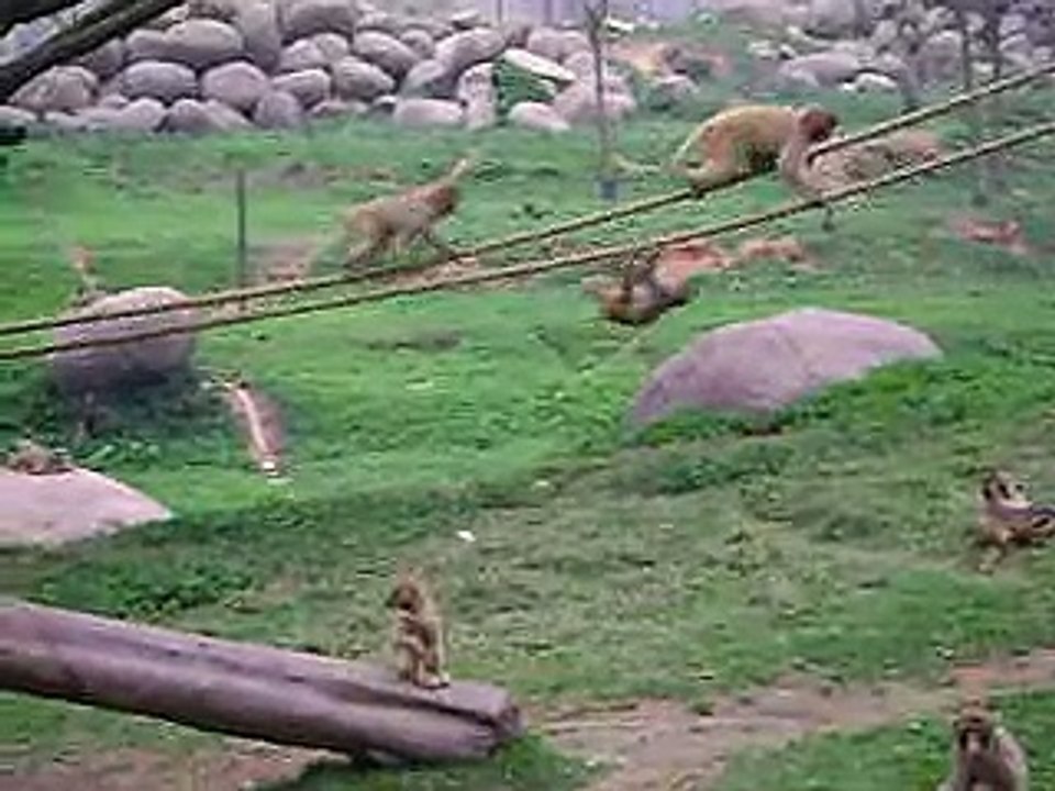 monkey monkey