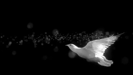 Mehmet Özkaya - Gönlü Güvercinli Kadın (Official Video)