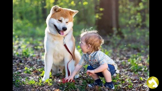 Особенности собак японских пород