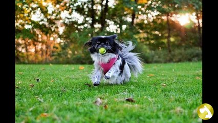 Японский хин: древнейшая комнатная порода