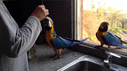 Hasta la cocina de un apartamento entraron estas guacamayas a comer