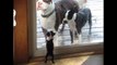 Siberian Husky Puppy meets his Dad