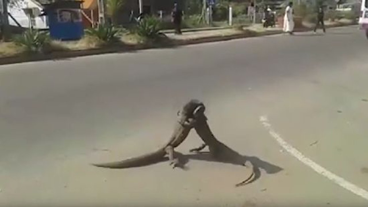 Who Better Than Ozzyman To Call A Lizard Fight?