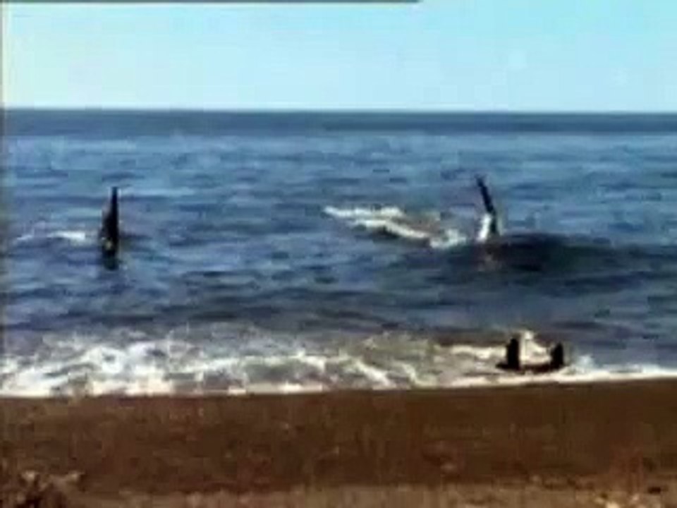 Massive Bull Orca named 'Mel' snatches sea lion off the beach