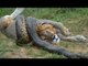 Lion vs Snake - Anaconda vs Felidae - Python vs Lion - Anaconda vs Cat - Anaconda vs Jaguar - Python vs Tiger