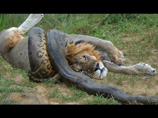 Lion vs Snake - Anaconda vs Felidae - Python vs Lion - Anaconda vs Cat - Anaconda vs Jaguar - Python vs Tiger