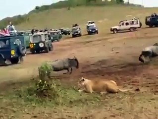 Hungry and Crazy....  Lion Vs Lioness: Who is best hunter?
